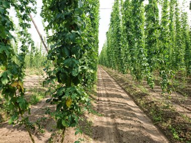 Bira üretimi için şerbetçiotu, Humulus lupulus, bira
