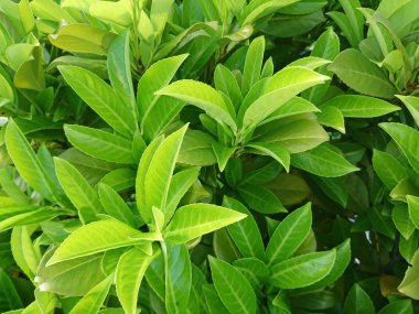 Bira üretimi için şerbetçiotu, Humulus lupulus, bira