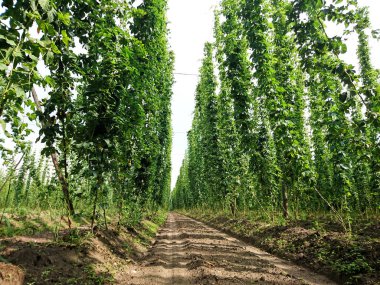 Bira üretimi için şerbetçiotu, Humulus lupulus, bira
