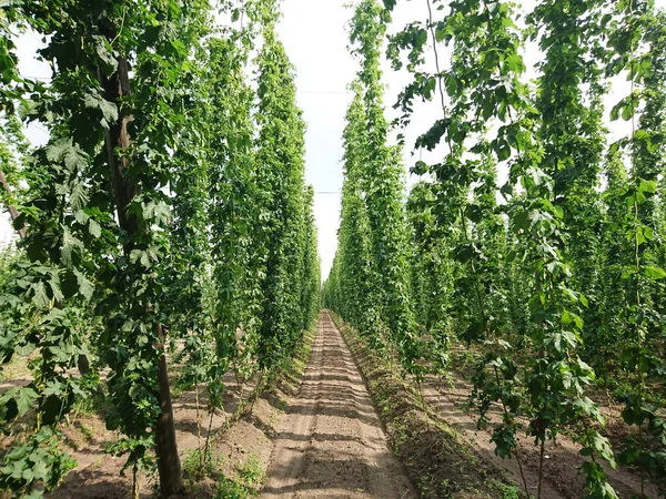 Humle För Ölproduktion Humulus Lupulus — Stockfoto