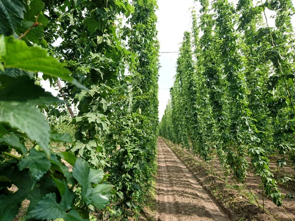 Hops Beer Production Humulus Lupulus Beer — Stock Photo, Image
