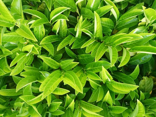 Fondo Hoja Verde Tropical Tema Tono Oscuro — Foto de Stock