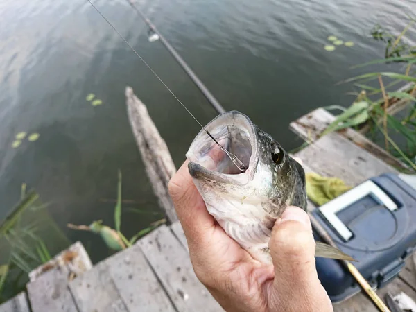 Pesca Molhe Lago Apanhei Peixe Isco Fundo Pesca — Fotografia de Stock