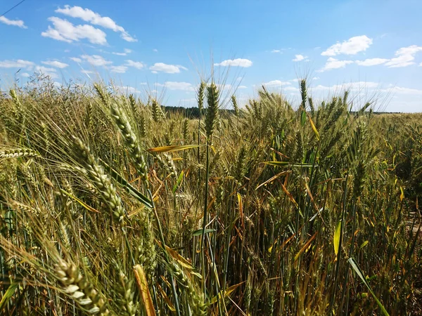 Beautiful Fields Full Cereals Waiting Summer Harvest — Stock Photo, Image