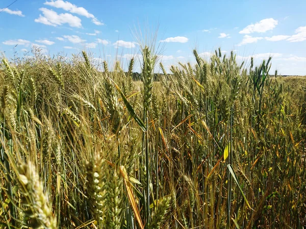 Beautiful Fields Full Cereals Waiting Summer Harvest — Stock Photo, Image