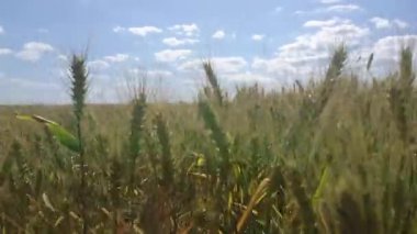 Güzel tahıl kulakları yaz melteminde sallanıyor. 