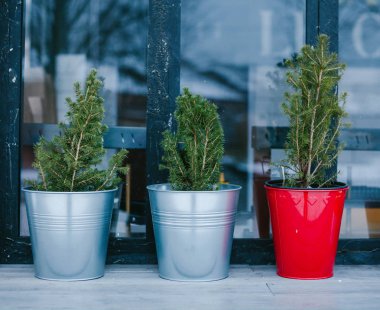 Üç iğne yapraklı mazı ağaçlar büyük tencere. Üç küçük Noel ağaçları tencere