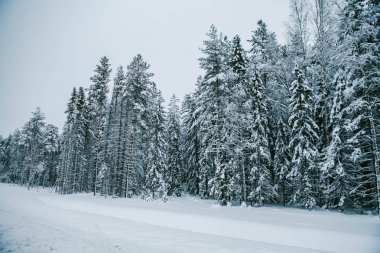 Beyaz Ladin soğuk bir günde donmuş. Kış tebrik kartı. Yeni Yılınız Kutlu Olsun! Dünya güzelliği keşfetmek.