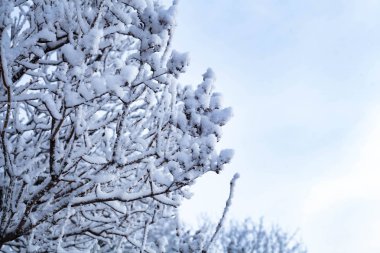 Kış manzara karda ağaçları. Güzel