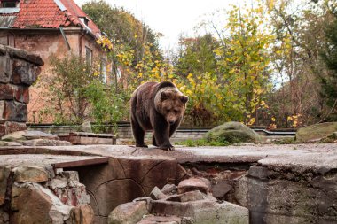 Güzel kahverengi ayı Kaliningrad city bir hayvanat bahçesi. Rusya