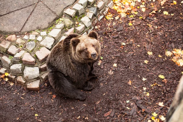 A beautiful brown bear sits looking up in the zoo of Kaliningrad — Stock Photo, Image