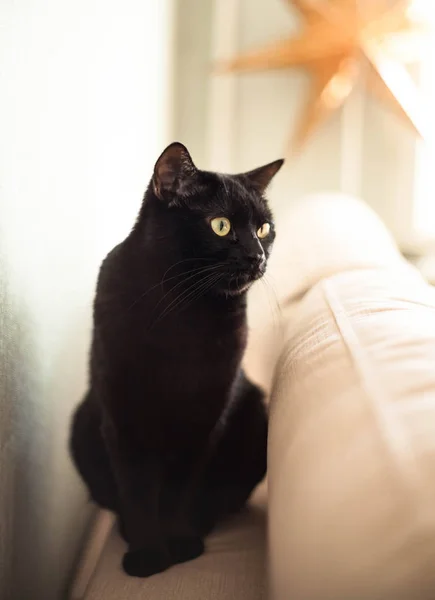 Un gato negro con ojos amarillos se sienta en el sofá . — Foto de Stock