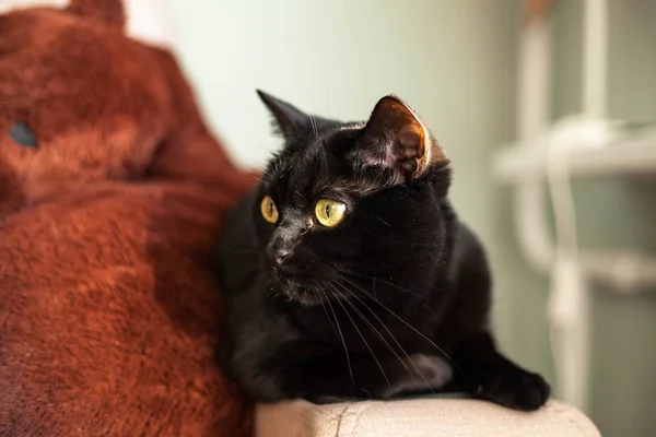 Un gato negro con ojos amarillos se sienta en el sofá . — Foto de Stock