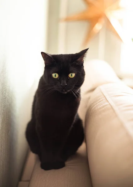 Un gato negro con ojos amarillos se sienta en el sofá . — Foto de Stock