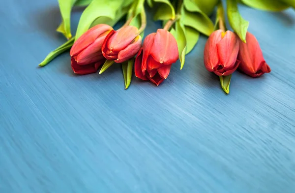 Tulipes rouges sur fond bleu en bois, avec espace de copie — Photo