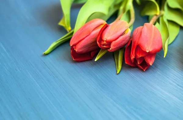 Tulipes rouges sur fond bleu en bois, avec espace de copie — Photo