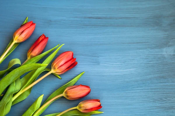 Tulipes rouges sur fond bleu en bois, avec espace pour copier, vue de dessus — Photo