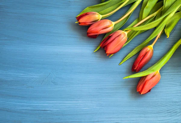 Tulipes rouges sur fond bleu en bois, avec espace pour copier, vue de dessus — Photo