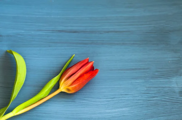 Tulipe rouge sur fond bleu en bois, avec espace pour copier, vue de dessus — Photo