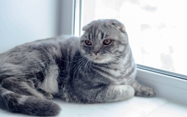 Güzel İskoç Fold kedi kenarında yalan tarafında, seyir