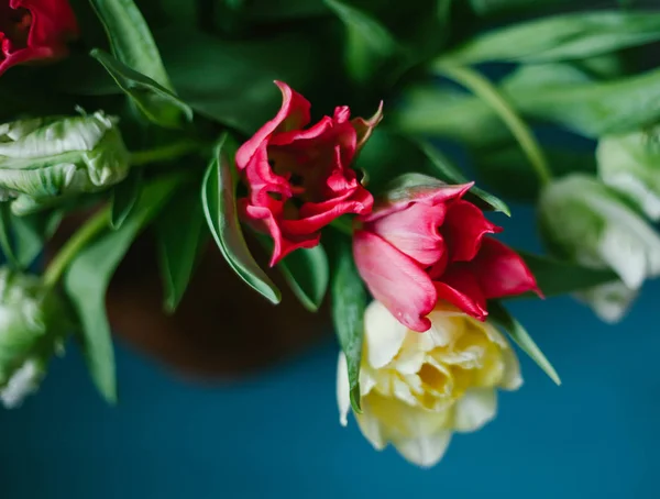 Tulipas multicoloridas close-up no fundo azul — Fotografia de Stock