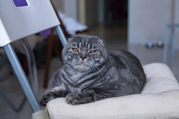 Beautiful Scottish Fold cat squints in the light, sits on a chair