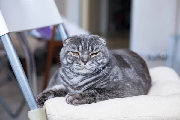 Hermoso escocés Fold gato entrecerraduras en la luz, se sienta en una silla — Foto de Stock