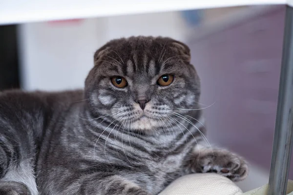 Beautiful Scottish Fold cat squints in the light, sits on a chair