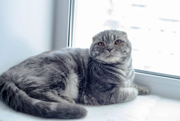 Bonito Scottish Fold gato olhando para o lado, deitado no peitoril da janela — Fotografia de Stock