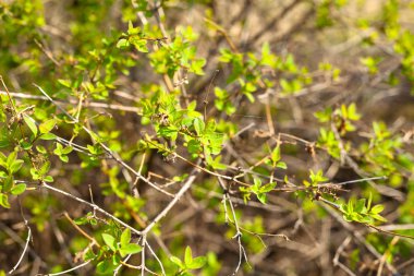Yeşil yapraklar arka plan Doğal arka plan