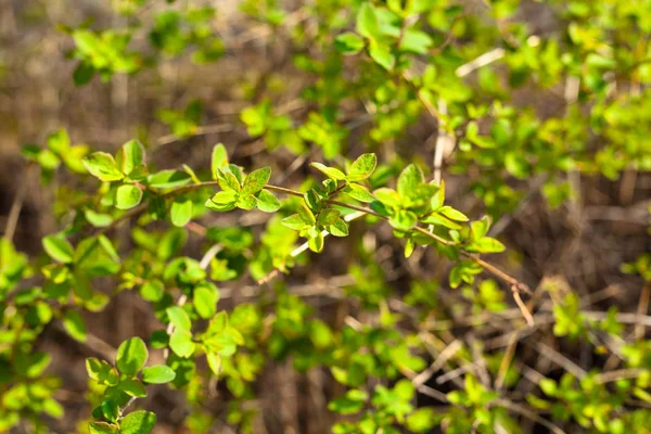 緑の葉の背景自然な背景 — ストック写真