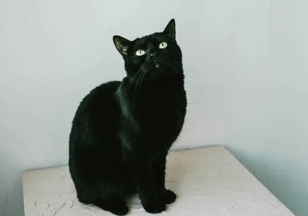 Gato negro se sienta y mira hacia arriba, sobre un fondo blanco — Foto de Stock
