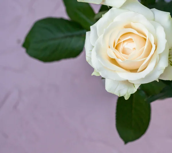 Bela flor de rosa branca no fundo cinza — Fotografia de Stock