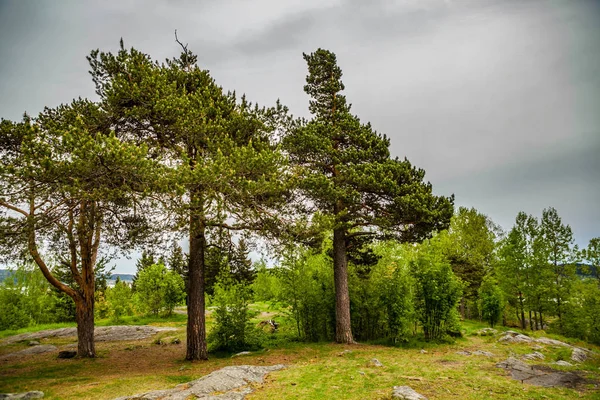 Pines growing on the rocks. Beautiful landscape — Stock Photo, Image