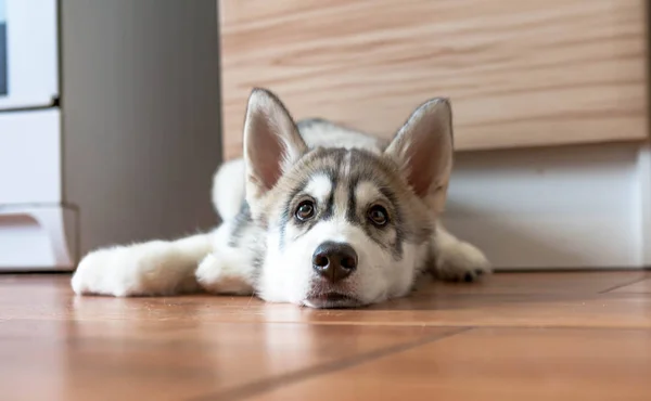 Um retrato de um husky está deitado no chão . — Fotografia de Stock