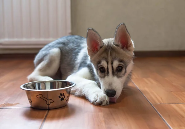 Siberian Husky lying on the floor next to a bowl — Stock Photo, Image