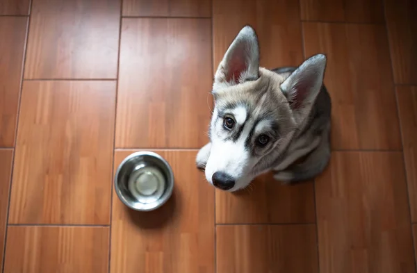 Husky siberiano esperando comida. Mirando la cámara . — Foto de Stock