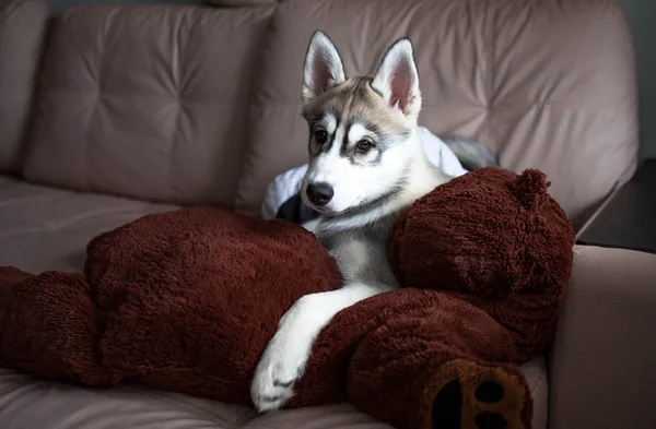 Bonito cachorro husky está descansando em casa no sofá — Fotografia de Stock