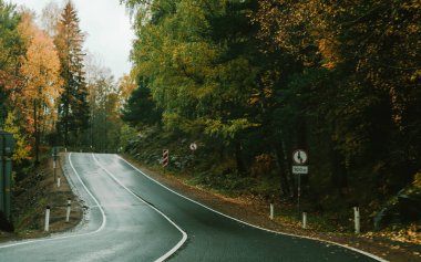 Bulutlu bir günde Orman sonbahar yolu.