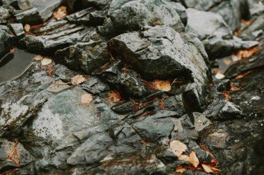 Sarı sonbahar yaprakları ve siyah ıslak taşlar üzerinde su damlaları. Arkaplan, duvar kağıdı