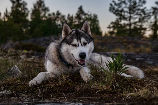 Σιβηρίας husky σκυλί βρίσκεται στο γρασίδι. αστείο πρόσωπο — Φωτογραφία Αρχείου