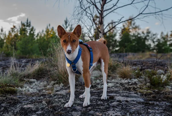 Porträtt Röd Basenji Stående Sommarskog Stockbild