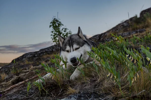 Siberian Husky Cão Encontra Grama Mordisca Pau — Fotografia de Stock