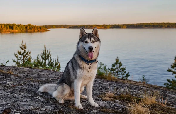 Sibirya Köpeği Mutlu Gölün Arka Planında Oturuyor — Stok fotoğraf