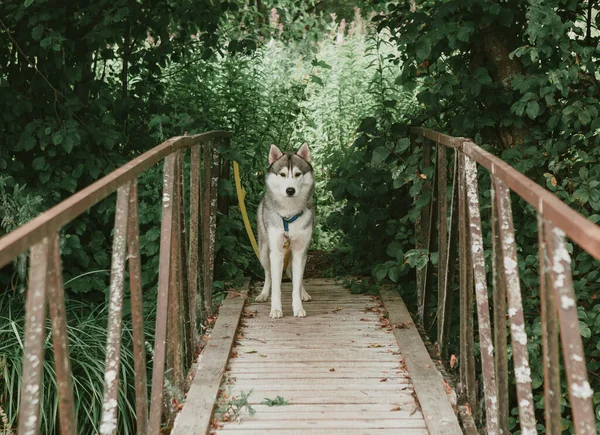 Sibirya Husky Köpeği Köprüde Yürüyor — Stok fotoğraf