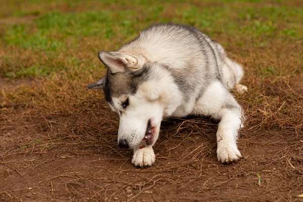 A gray Siberian husky that sits on a background of green grass and is tasty. Dog on natural background. — Stock Photo, Image