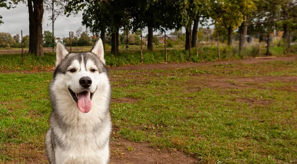 Retrato de um husky siberiano cinza alegre que se senta contra um fundo de grama verde à câmera. Cão no fundo natural. — Fotografia de Stock