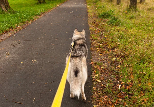 Cão Husky andando sobre uma trela, husky siberiano andando pela rua, caminhando conceitual, homem melhor amigo. — Fotografia de Stock