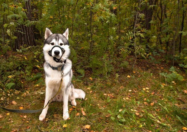 Bonito macho Siberian Husky cão com areia coberta halter contra tração. Retrato horizontal com espaço de cópia à esquerda. — Fotografia de Stock