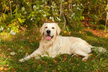 Parktaki çimlerin üzerinde güzel bir Golden Retriever yatıyor..